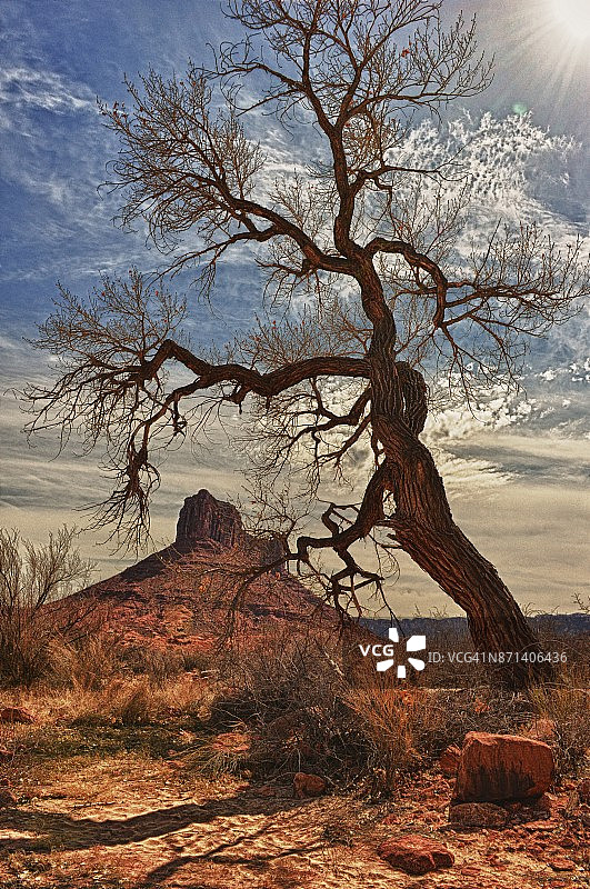 犹他州教授谷的孤树图片素材