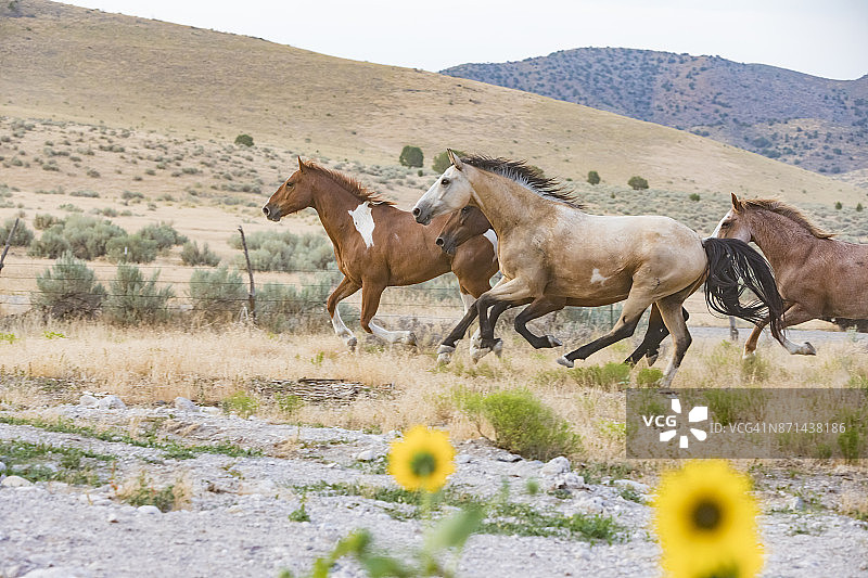 原野上奔跑的野马图片素材