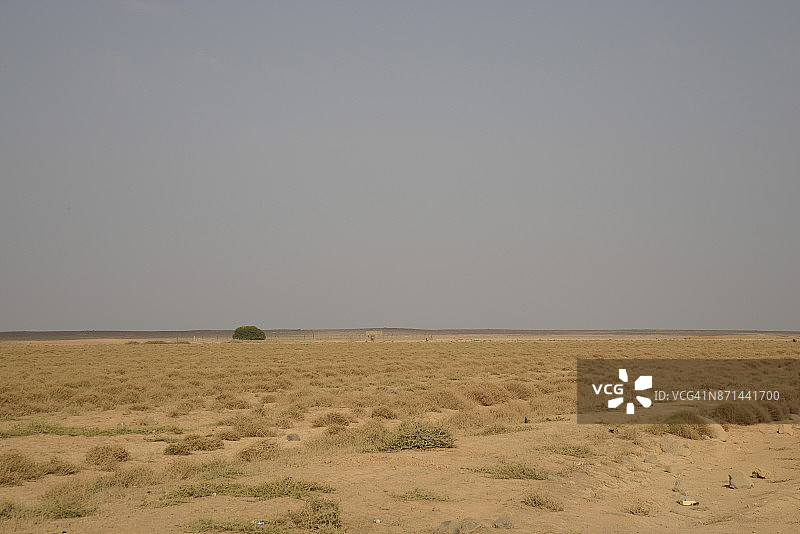 约旦先知穆罕默德的圣树图片素材