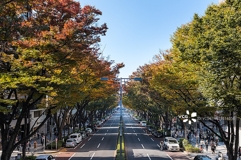 东京表参道秋景图片素材