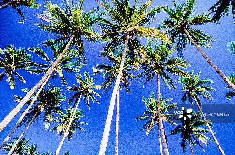 长滩岛的椰子树图片素材