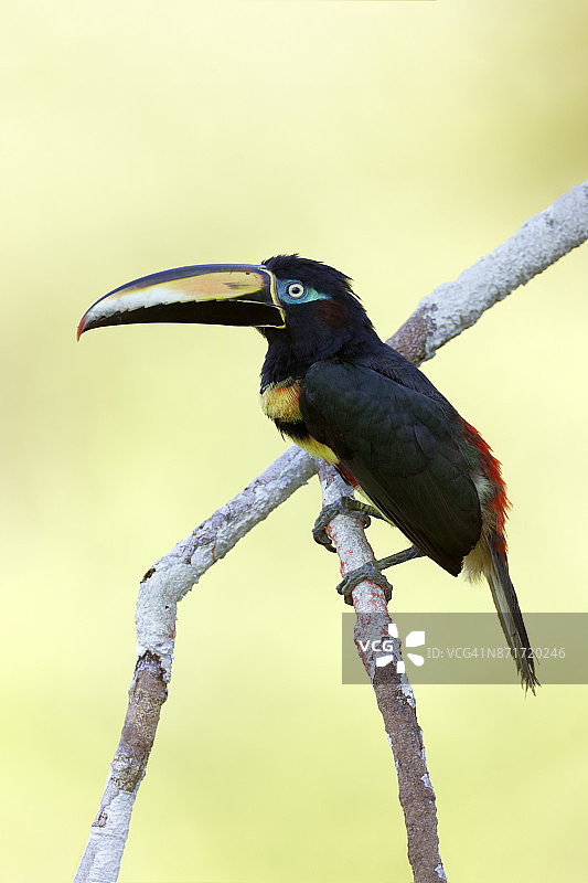 多带阿拉卡雀图片素材