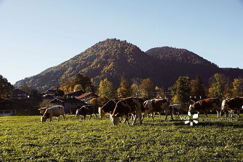 巴伐利亚的自然风光中的奶牛图片素材