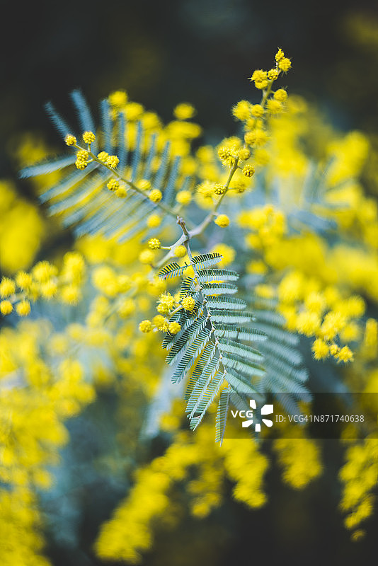 金合欢图片素材