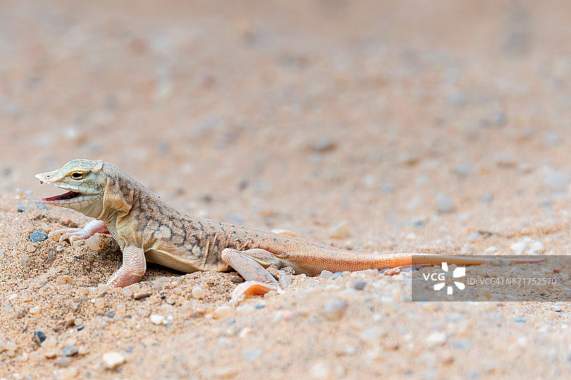 喊叫蜥蜴的铲子图片素材