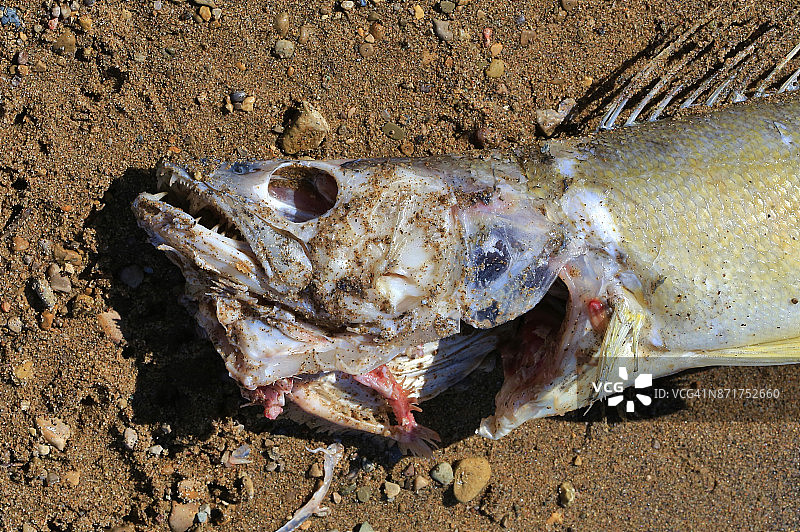 海边腐烂的鱼图片素材