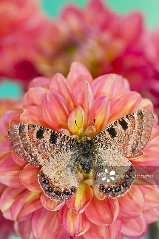 虚假阿波罗蝴蝶图片素材