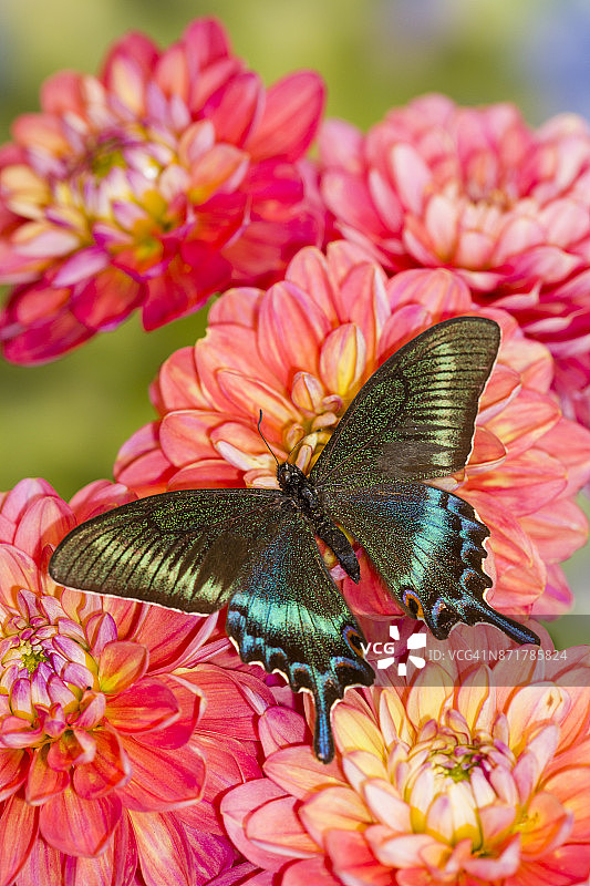 高山黑燕尾蝶图片素材