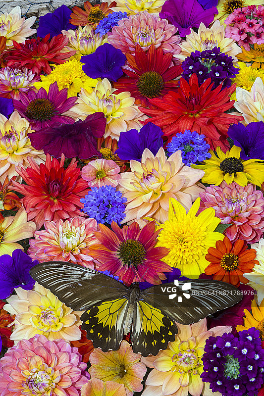 裳凤蝶图片素材