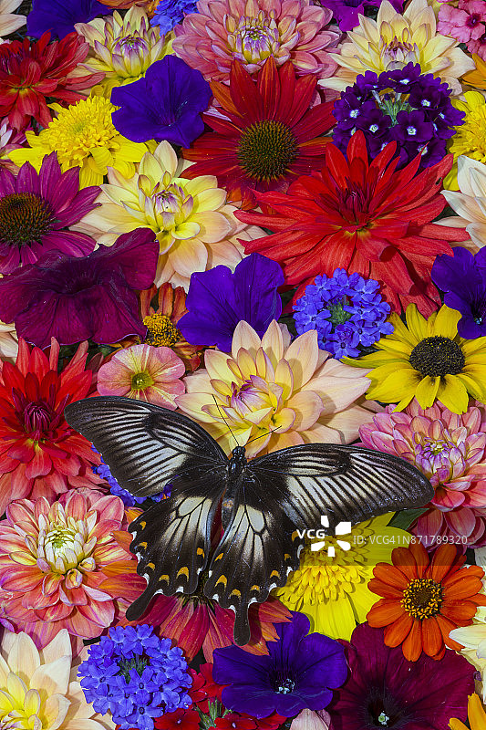 苏拉威西蓝 Mormon 凤蝶图片素材