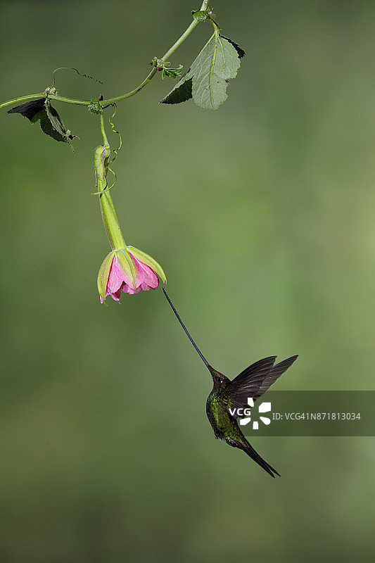 剑嘴蜂鸟图片素材