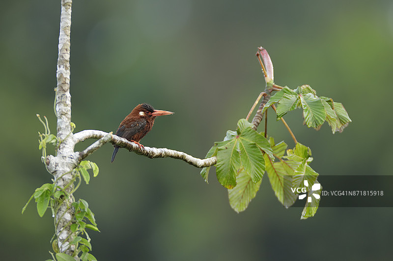 白耳娇鴓图片素材