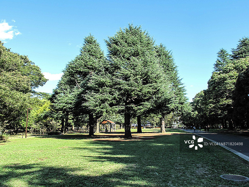 代代木公园图片素材