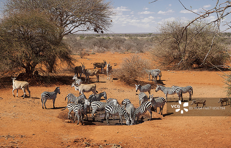 斑马、大羚羊和疣猪在肯尼亚安博塞利塞伦凯水坑饮水图片素材