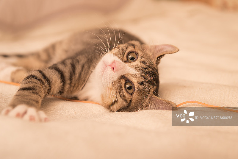 美国卷耳小猫在床上休息图片素材