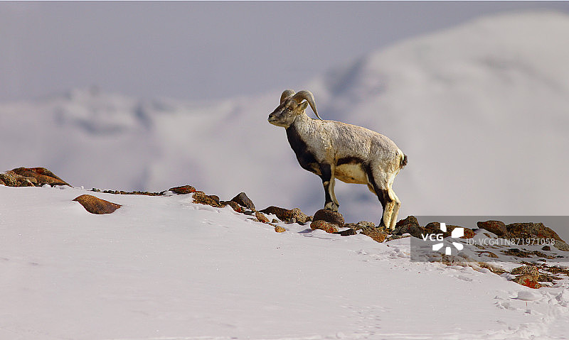 喜马拉雅蓝绵羊图片素材