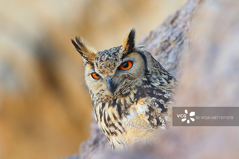 岩雕鸮图片素材