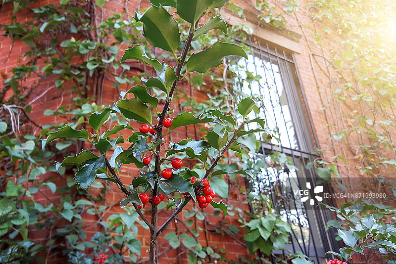 曼哈顿联排别墅栅栏上的冬青树和浆果细节，纽约市图片素材