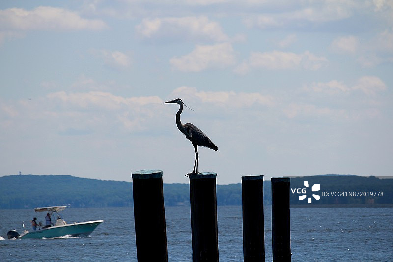 大蓝鹭图片素材