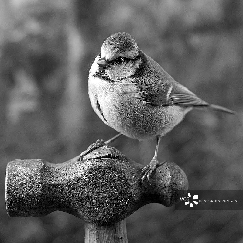 栖息在锤子上的蓝山雀图片素材