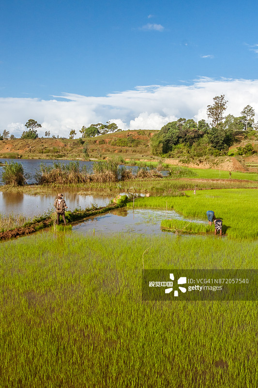 马达加斯加农民种植水稻图片素材