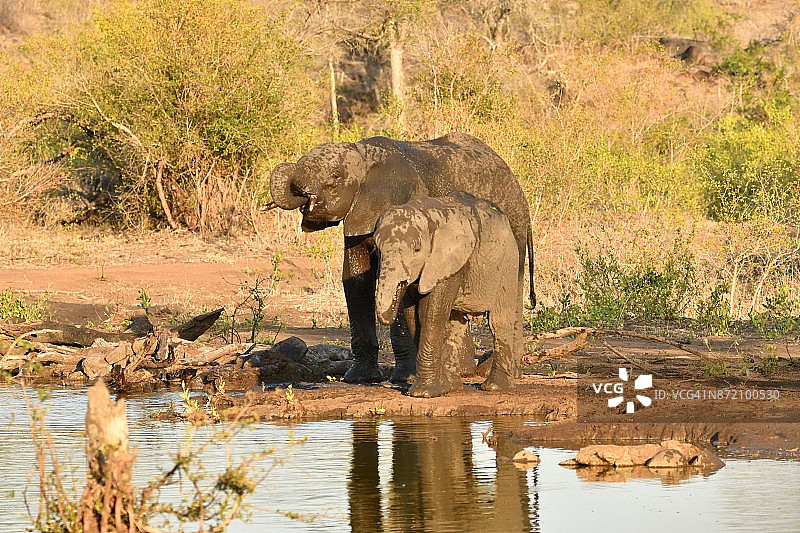 非洲草原上的湿身大象图片素材