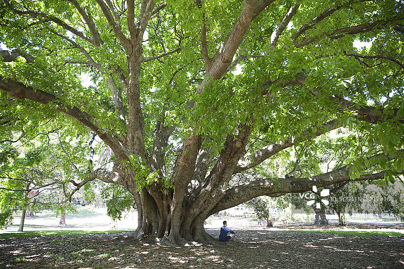 男人坐在公园大树下图片素材