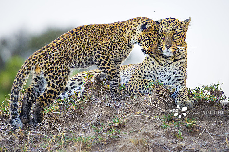 豹妈妈和小豹图片素材