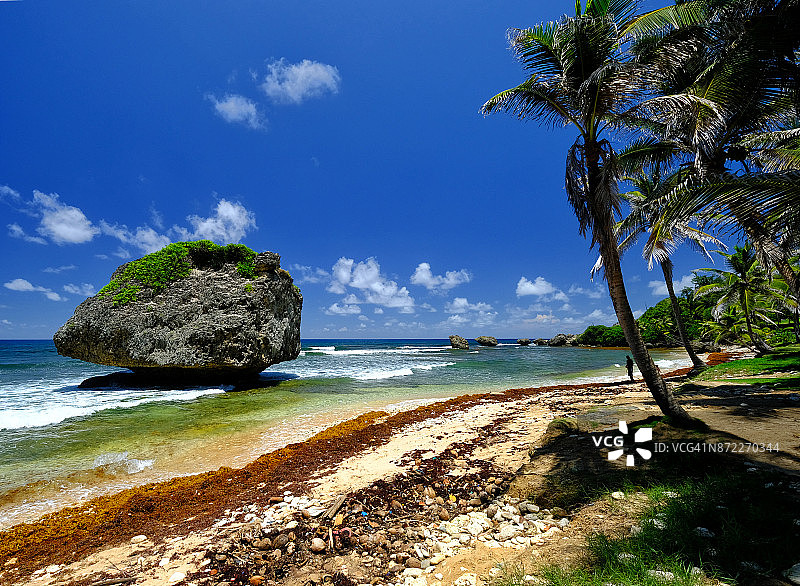 巴巴多斯的拔示巴海滩图片素材