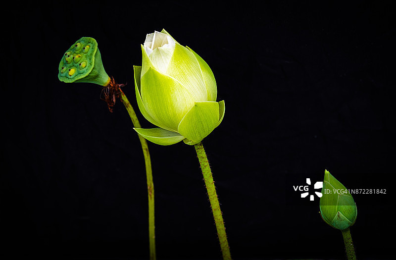 池塘中盛开的白色莲花特写图片素材