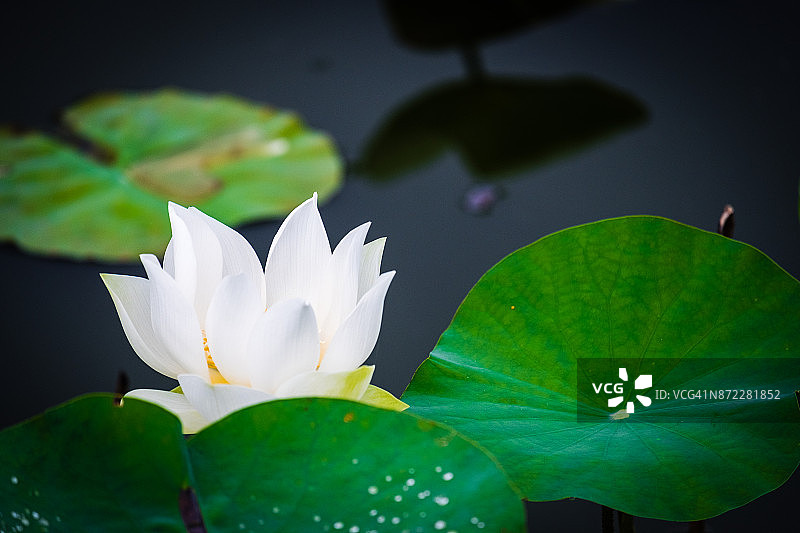 池塘中盛开的白色莲花特写图片素材