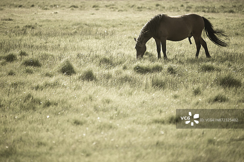 冰岛马图片素材