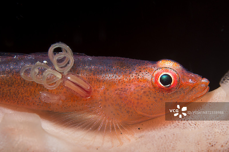 礁石虾虎鱼图片素材