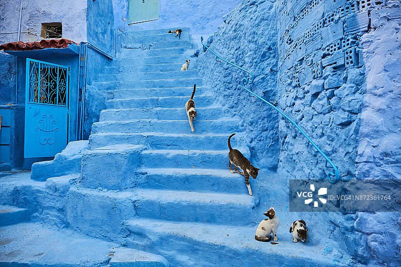 摩洛哥舍夫沙万小镇蓝色城市的流浪猫图片素材