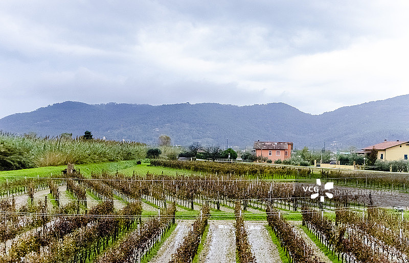 意大利维亚雷焦附近葡萄园的葡萄藤图片素材