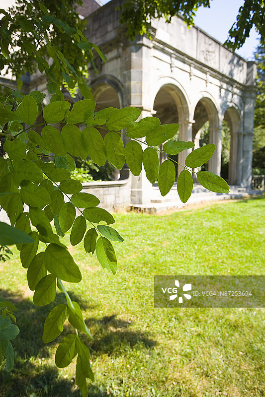 纽约牡蛎湾种植园内的刺槐叶图片素材