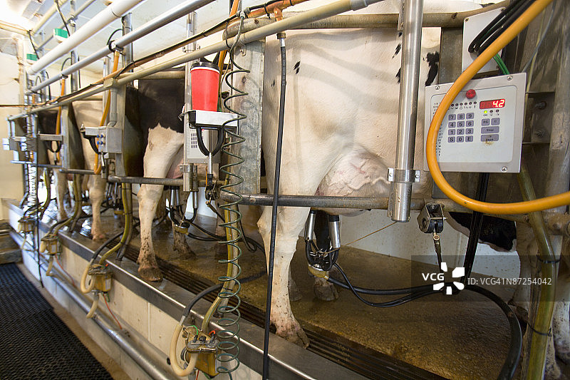 使用挤奶机的奶牛图片素材