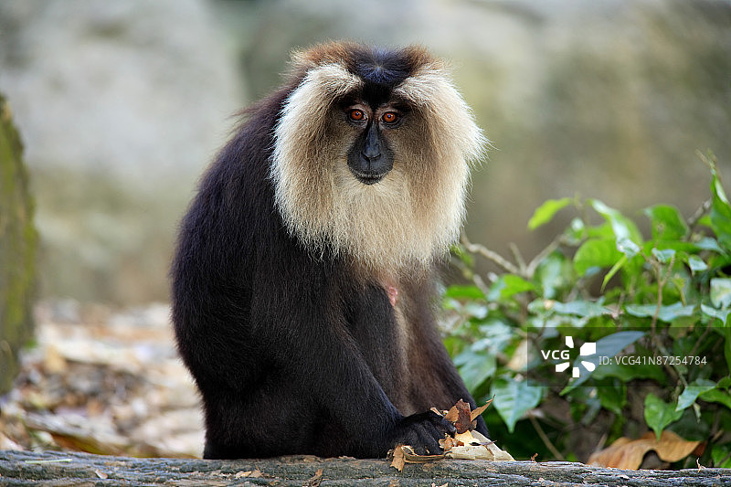 狮尾猕猴图片素材