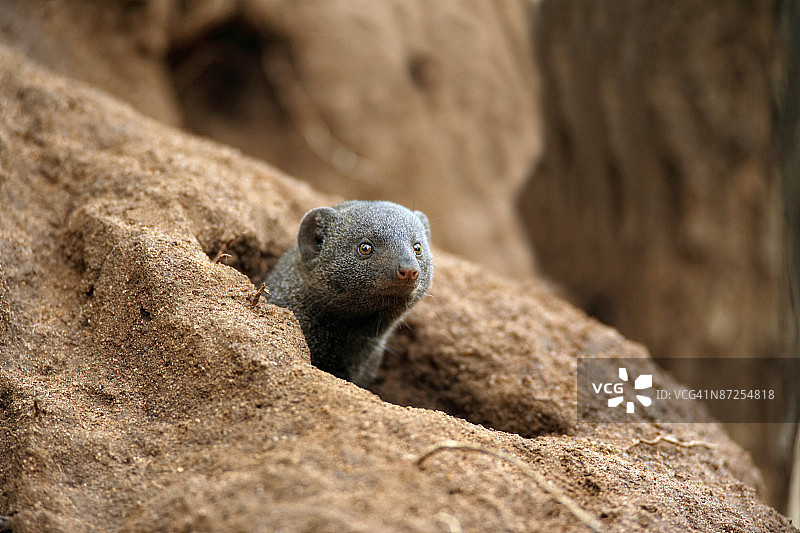 洞穴里的猫鼬图片素材
