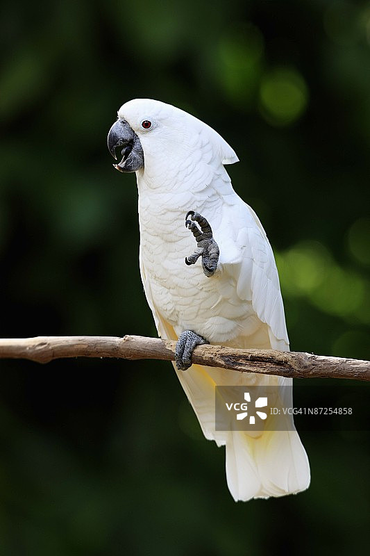 伞形凤头鹦鹉图片素材