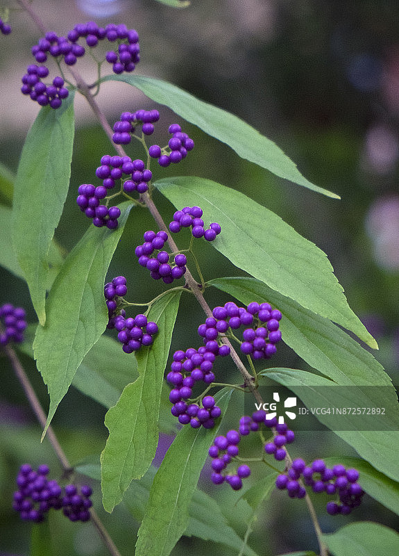 美洲商陆图片素材