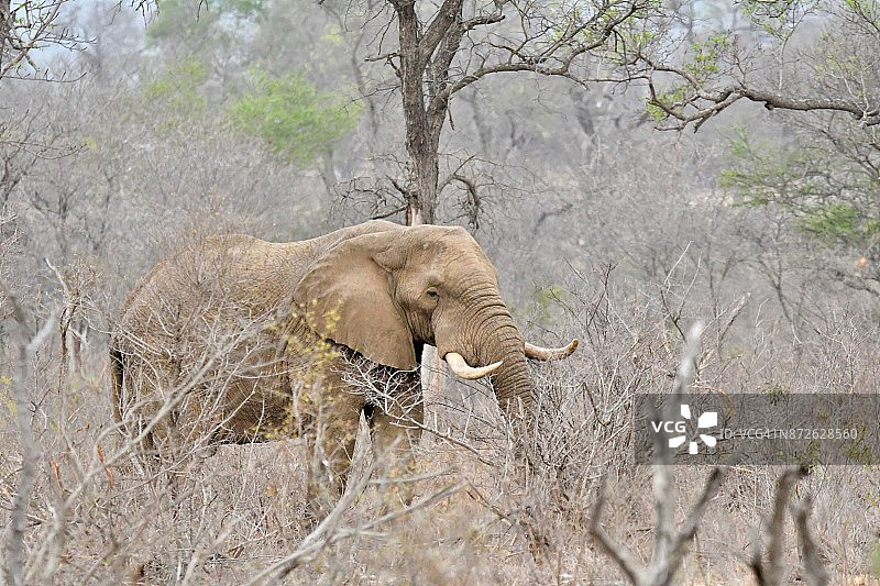 南非野生动物园中的独行动物图片素材