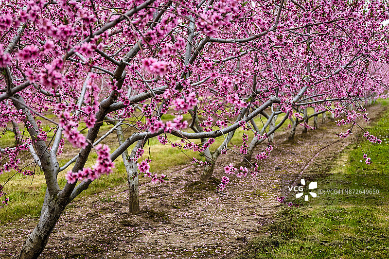 盛开的油桃树图片素材