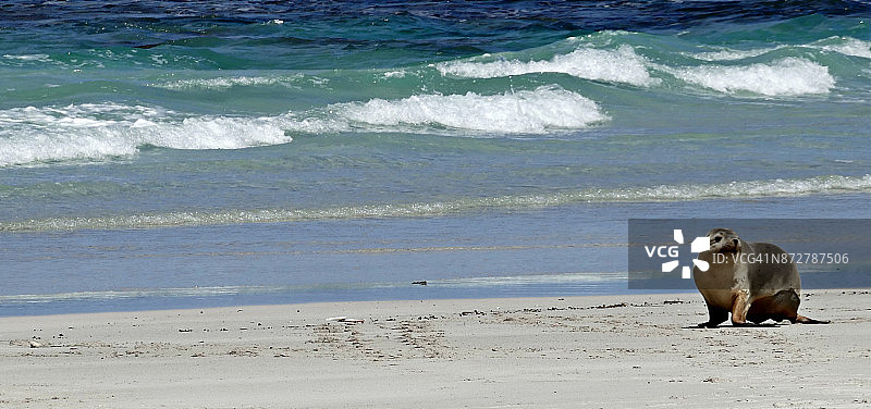 沙滩上的海狮图片素材