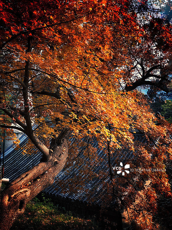 寺庙的秋天图片素材