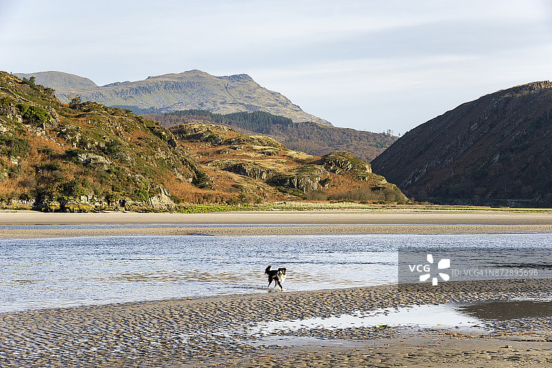 在斯诺多尼亚国家公园Dwyryd河口的狗图片素材