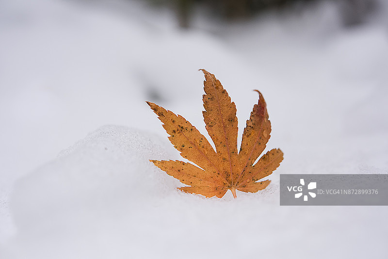 初雪与落叶图片素材