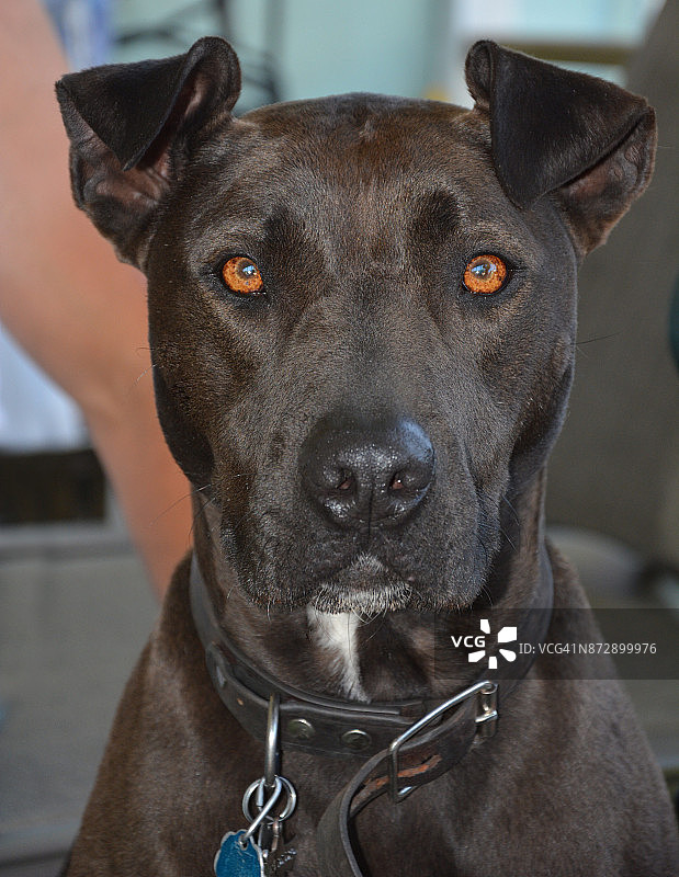 竖耳的美国斯塔福梗犬特写图片素材