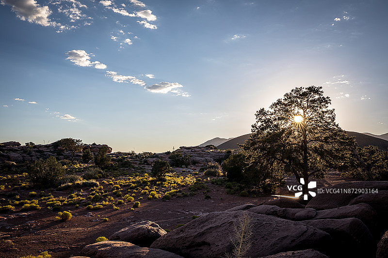 托罗威普观景点附近的孤树日落图片素材