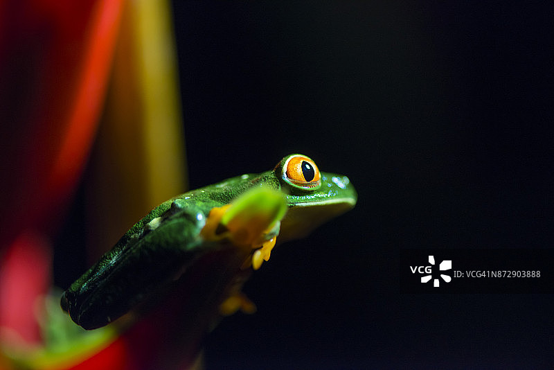 红眼树蛙图片素材